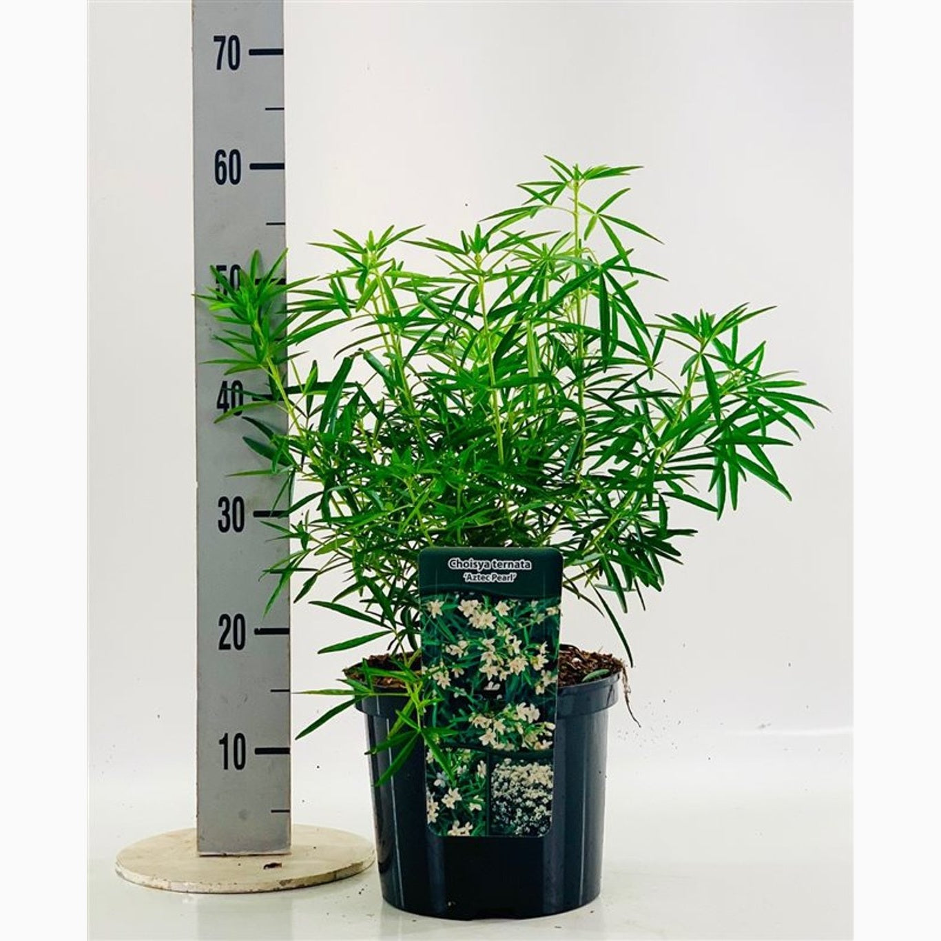 Mexikansk apelsinblomma – Choisya ternata 'Aztec Pearl' - C5